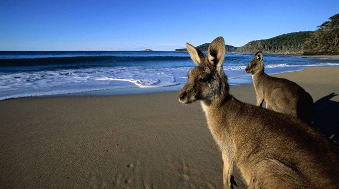 186雇主担保移民